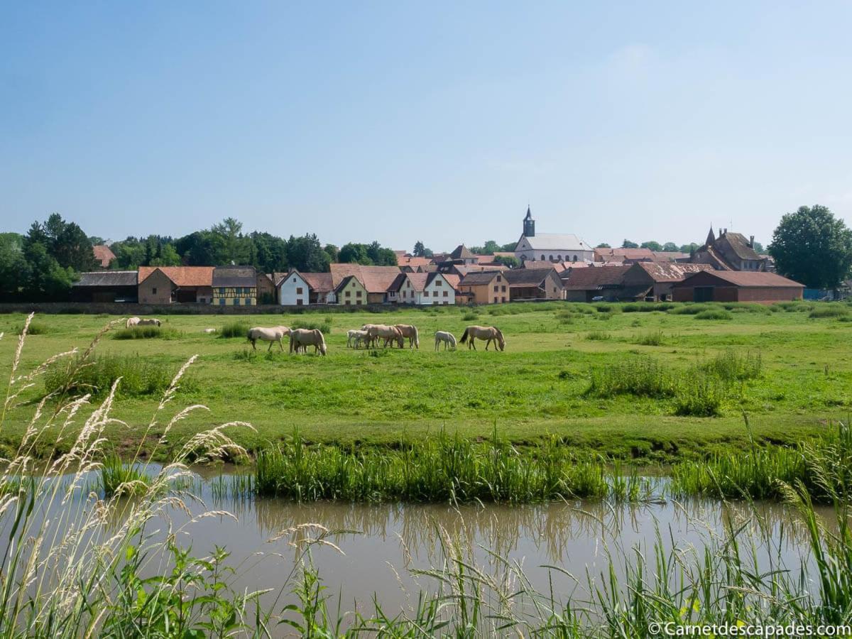فيلا Coeur D'Alsace Colmar Vignobles Ouest Avec Terrasses فينتزنهايم المظهر الخارجي الصورة